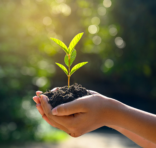 In the hands of trees growing seedlings. Bokeh green Background Female hand holding tree on nature field grass Forest conservation concept Language Service Provider